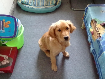 我家的狗(图1) 我家的狗(图1)